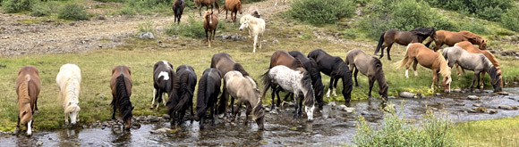 Voyage à cheval en ISLANDE - Randonnée équestre organisée par Randocheval