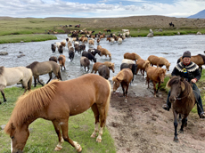 Voyage à cheval en ISLANDE - Randonnée équestre organisée par Randocheval