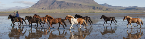 Voyage à cheval en ISLANDE - Randonnée équestre organisée par Randocheval