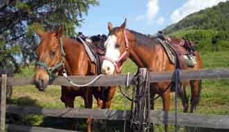 Selle western pour randonnée dans les Abruzzes - RANDOCHEVAL