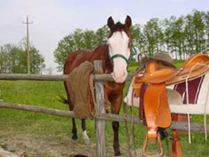 Italie - Randonnée équestre dans les Abruzzes - RANDO CHEVAL