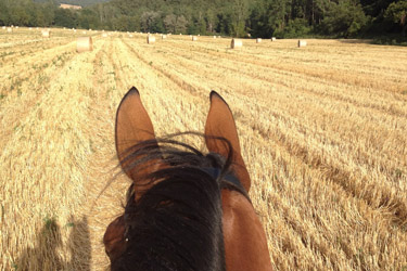 Voyage à cheval en Toscane dans la vallée du Chianti - Randonnée équestre organisée par Randocheval