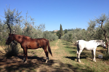 Voyage à cheval en Toscane dans la vallée du Chianti - Randonnée équestre organisée par Randocheval