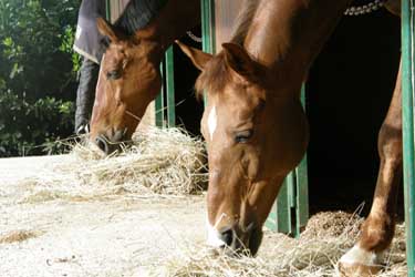 Voyage à cheval en Toscane dans la vallée du Chianti - Randonnée équestre organisée par Randocheval