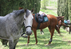 Voyage à cheval en Toscane dans la vallée du Chianti - Randonnée équestre organisée par Randocheval