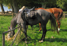 Voyage à cheval en Toscane - Randonnée équestre et séjour dans un château organisée par Randocheval