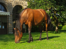 Voyage à cheval en Toscane - Randonnée équestre et séjour dans un château organisée par Randocheval