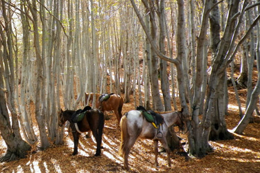 Voyage et aventure à cheval en Sicile - Randonnée équestre en Italie organisée par Randocheval