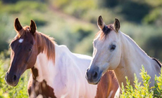 Voyage à cheval en Toscane - Randonnée équestre organisée par Randocheval en Toscane