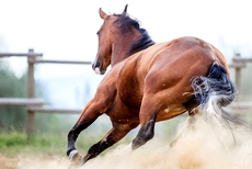 Voyage à cheval en Toscane - Randonnée équestre organisée par Randocheval en Toscane