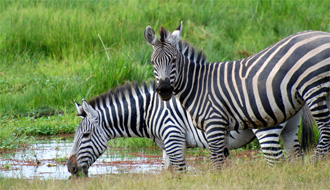 safari équestre dans les plaines du Chuylu au Kenya - RANDOCHEVAL / Absolu Voyages