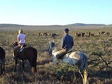 Album photos de notre randonnée - safari à cheval au Kenya sur le plateau de Laïkipia - Rando Cheval / Absolu Voyages