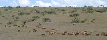 Album photos de notre randonnée - safari à cheval au Kenya sur le plateau de Laïkipia - Rando Cheval / Absolu Voyages