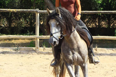 Voyage à cheval aux Baléares à Majorque - Randonnée équestre organisée par Randocheval