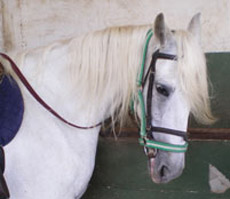 Voyage à cheval aux Baléares à Majorque - Randonnée équestre organisée par Randocheval