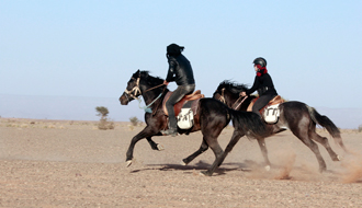 Chevaux Barbe en Tunisie - RANDOCHEVAL