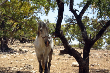 Rando Cheval - Voyage à cheval