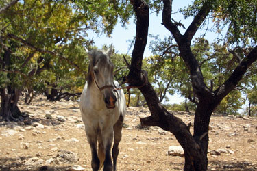 Rando Cheval - Voyage à cheval