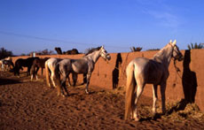 Maroc, album photos de nos randonnées équestres dans le Sahara - Absolu Voyages - Rando Cheval