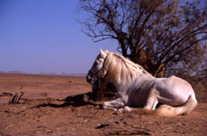 Randonnée équestre au Maroc dans le Haut Atlas - Randocheval