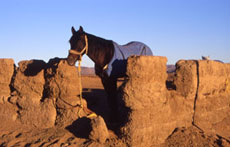 Maroc, album photos de nos randonnées équestres dans le Sahara - Absolu Voyages - Rando Cheval