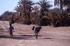 Maroc, album photos de nos randonnées équestres dans le Sahara - Absolu Voyages - Rando Cheval