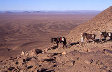 Maroc, album photos de nos randonnées équestres dans le Sahara - Absolu Voyages - Rando Cheval