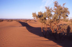 Maroc, album photos de nos randonnées équestres dans le Sahara - Absolu Voyages - Rando Cheval