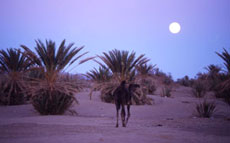 Maroc, album photos de nos randonnées équestres dans le Sahara - Absolu Voyages - Rando Cheval