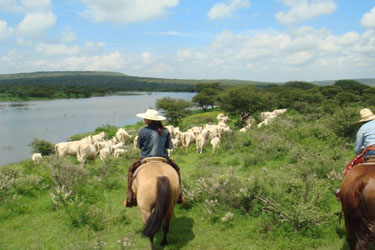 Voyage à cheval au Mexique - Randonnée équestre organisée par Randocheval