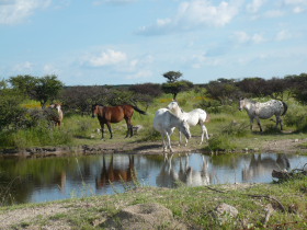 Album photos et carnet de voyage de notre randonnée équestre en haciendas historiques de luxe au Mexique (Amérique du Nord) - Rando Cheval / Absolu Voyages