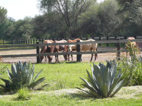 Album photos et carnet de voyage de notre randonnée équestre en haciendas historiques de luxe au Mexique (Amérique du Nord) - Rando Cheval / Absolu Voyages