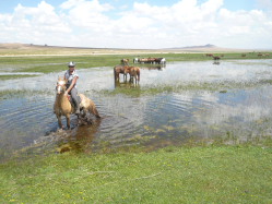 Photos de notre randonnée équestre confort sous la yourte en Mongolie : Khustai et les chevaux de Przewalski, Khogno Khan, le Mini Gobi, la Vallée de l'Orkhon, le lac d'Ogii, Karakorum... (Randocheval / Absolu Voyages)