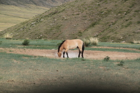 Photos de notre randonnée équestre confort sous la yourte en Mongolie : Khustai et les chevaux de Przewalski, Khogno Khan, le Mini Gobi, la Vallée de l'Orkhon, le lac d'Ogii, Karakorum... (Randocheval / Absolu Voyages)