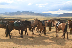 Photos de notre randonnée équestre confort sous la yourte en Mongolie : Khustai et les chevaux de Przewalski, Khogno Khan, le Mini Gobi, la Vallée de l'Orkhon, le lac d'Ogii, Karakorum... (Randocheval / Absolu Voyages)