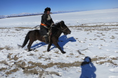 randonnée hivernale en Mongolie pour la fête des milles chameaux - randocheval / absolu voyages