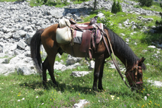 Voyage à cheval au MONTENEGRO - Randonnée équestre organisée par Randocheval