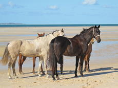 Voyage à cheval au Mozambique - Randonnée équestre organisée par Randocheval