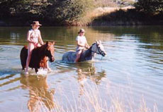 Randonnées à cheval en Namibie sur des purs-sangs Arabes