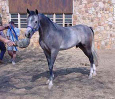 Safaris à cheval en Namibie - Afrique - sur des purs-sangs Arabes