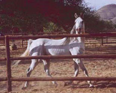 Randonnées à cheval en Namibie sur des purs-sangs Arabes