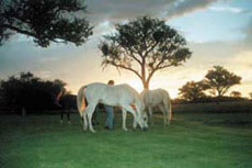 Randonnées à cheval en Namibie sur des purs-sangs Arabes