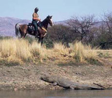 Voyage à cheval en Namibie sur des purs-sangs Arabes