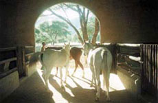 Randonnées à cheval en Namibie sur des purs-sangs Arabes