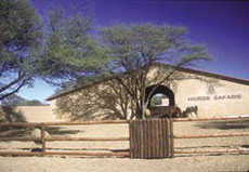 Voyages à cheval en Namibie sur des purs-sangs Arabes