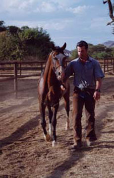 Safari à cheval en Namibie sur des purs-sangs Arabes