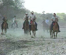 Randonnée à cheval en Namibie sur des purs-sangs Arabes