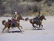 Randonnées à cheval en Namibie sur des purs-sangs Arabes