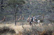 Randonnées à cheval en Namibie sur des purs-sangs Arabes