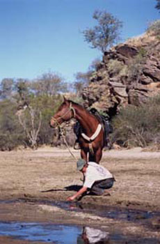 Randonnées à cheval en Namibie sur des purs-sangs Arabes